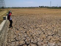 672 Hektar Lahan Padi di Ponorogo Puso