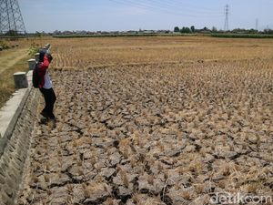 672 Hektar Lahan Padi di Ponorogo Puso 672 Hektar Lahan Padi di Ponorogo Puso
