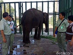 4 Ekor Gajah Indonesia Dipinjam Australia, untuk Apa?