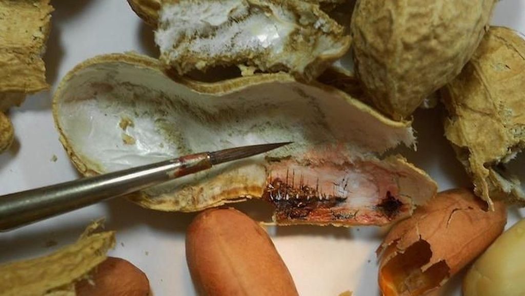 Kulit Kacang Hingga Biji Buah Ini Disulap Jadi Lukisan yang Artistik Kulit Kacang Hingga Biji Buah Ini Disulap Jadi Lukisan yang Artistik