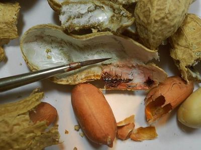 Kulit Kacang Hingga Biji Buah Ini Disulap Jadi Lukisan yang Artistik