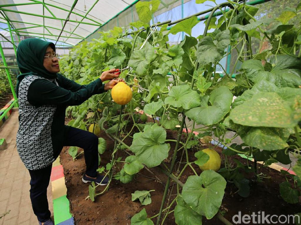 Pemkot Ajak Warga Surabaya Panen Raya Sayur dan Buah di Mini Agrowisata Pemkot Ajak Warga Surabaya Panen Raya Sayur dan Buah di Mini Agrowisata