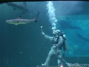 Ini Tiga Hiu Ganas yang Bisa Ditonton di Ancol