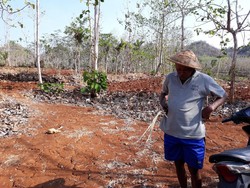 Dampak Kemarau, Monyet Ekor Panjang Turun ke Permukiman Warga di Gunungkidul