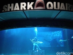 Mau Lihat Hiu Diberi Makan? Di Sini Tempatnya