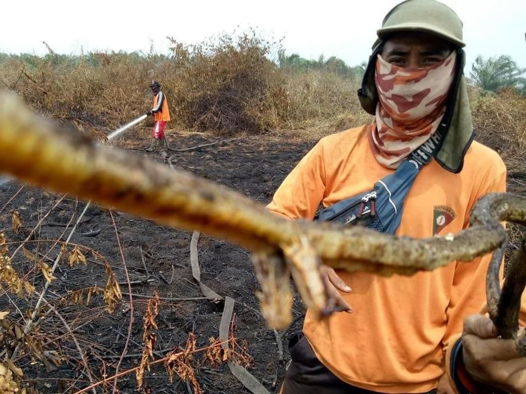 Ya Ampun, Ada lagi Ular Berkaki di Riau