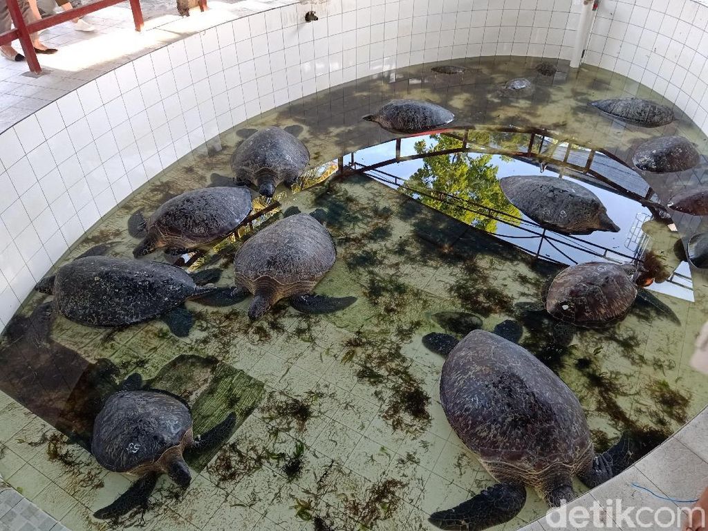 Telusuri Asal, Petugas Ambil Sampel DNA Penyu Korban Kecelakaan di Bali Telusuri Asal, Petugas Ambil Sampel DNA Penyu Korban Kecelakaan di Bali