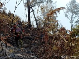 Kebakaran Tahura Gunung Arjuno-Welirang Padam, 100 Hektare Ludes