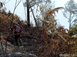 Kebakaran Tahura Gunung Arjuno-Welirang Padam, 100 Hektare Ludes