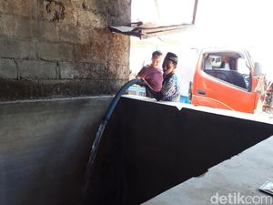 Kemarau Panjang, Warga di Boyolali Jual Sapi untuk Beli Pakan Sapi