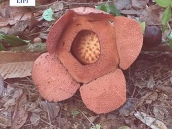 Bunga Bangkai Raksasa Kembali Mekar di Kebun Raya Bogor