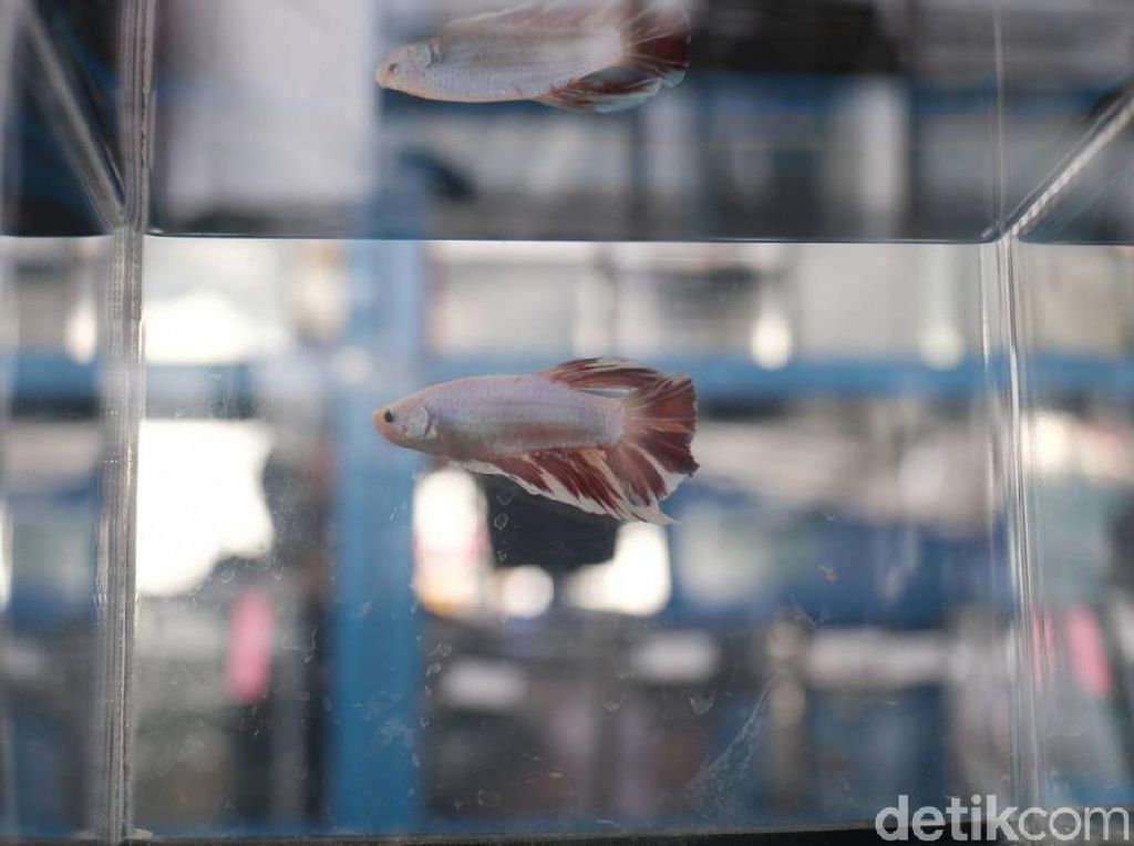 Antisipasi DBD, Dinkes Cimahi Sarankan Warga Pelihara Ikan Cupang Antisipasi DBD, Dinkes Cimahi Sarankan Warga Pelihara Ikan Cupang