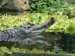 Penemuan Langka di Papua: Buaya Nugini