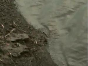 Tak Hanya Satu, Ada 5 Buaya yang Menampakkan diri di Bengawan Solo