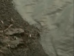 Tak Hanya Satu, Ada 5 Buaya yang Menampakkan diri di Bengawan Solo