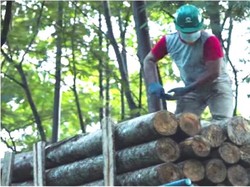 Kisah Petani Sengon, Dulu Kesulitan Kini Ketiban Untung