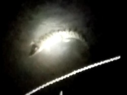 Cerita Lengkap soal Penampakan Kawanan Buaya di Bengawan Solo