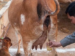 Kencing Sapi hingga Soda Bawang Putih, 5 Minuman Kemasan Ini Bikin Heboh