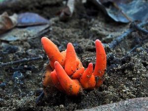 Jamur Pembunuh Ditemukan di Australia, Sebar Racun dengan Hanya Disentuh