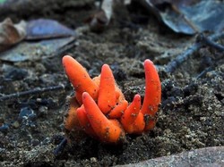 Jamur Pembunuh Ditemukan di Australia, Sebar Racun dengan Hanya Disentuh