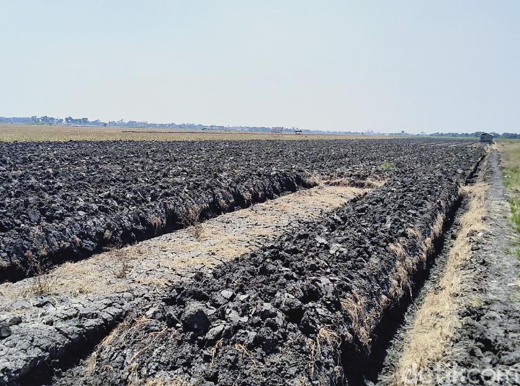 1.725 Ha Lahan Pertanian di Demak Kekeringan Tahun Ini 1.725 Ha Lahan Pertanian di Demak Kekeringan Tahun Ini