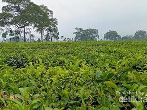 Sumatera Punya Kebun Teh Favorit Keluarga Kerajaan Belanda