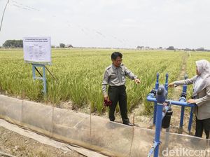 Irigasi Tetas, Solusi Pengairan Sawah Antikekeringan Saat Kemarau