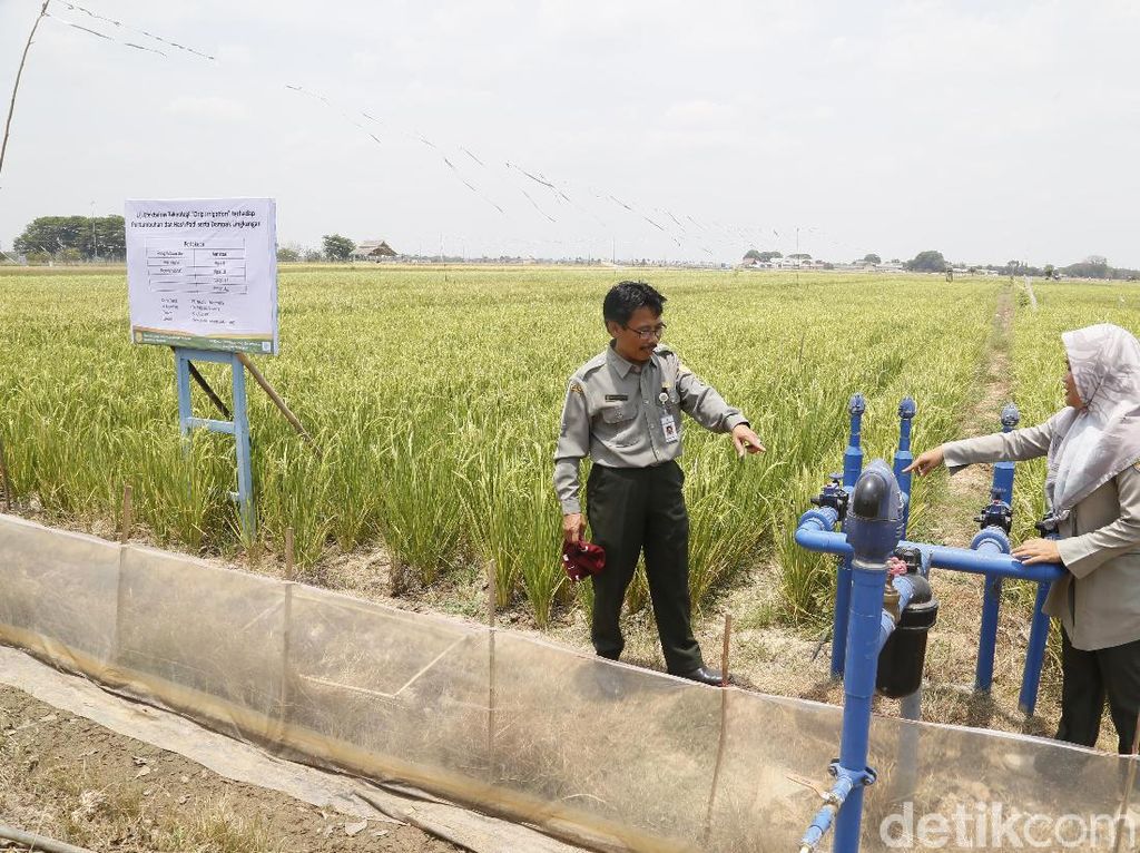 Irigasi Tetas, Solusi Pengairan Sawah Antikekeringan Saat Kemarau Irigasi Tetas, Solusi Pengairan Sawah Antikekeringan Saat Kemarau