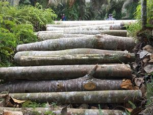 Polres Siak Tangkap 3 Pelaku Pembalakan Liar