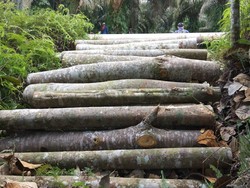 Polres Siak Tangkap 3 Pelaku Pembalakan Liar