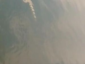 Buaya Menampakkan Diri di Bengawan Solo, Ini Penyebabnya?