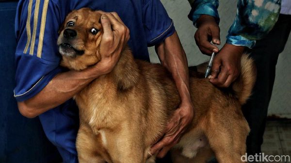 Vaksinasi Rabies Hewan Peliharaan di Jakpus