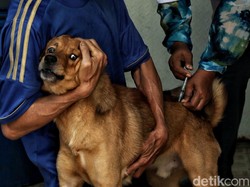 Gigitan Anjing Rabies Bisa Picu Hydrophobia, Pasien Jadi Takut Air