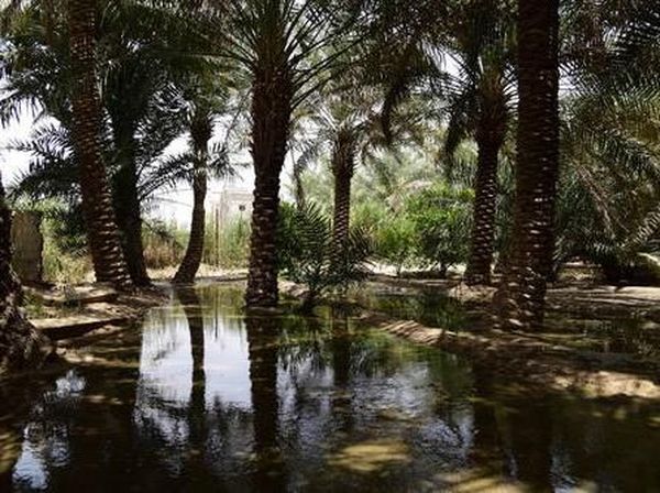 Foto: Oasis Terbesar Dunia di Arab Saudi