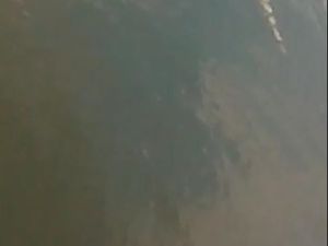 Penampakan Buaya di Bengawan Solo, Polisi: Hati-hati dan Waspada