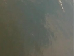 Penampakan Buaya di Bengawan Solo, Polisi: Hati-hati dan Waspada