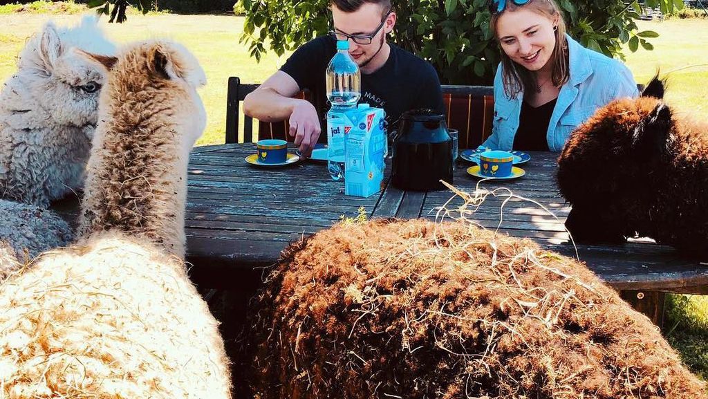 Di Peternakan Ini Bisa Piknik dan Makan Bareng Puluhan Llama Imut