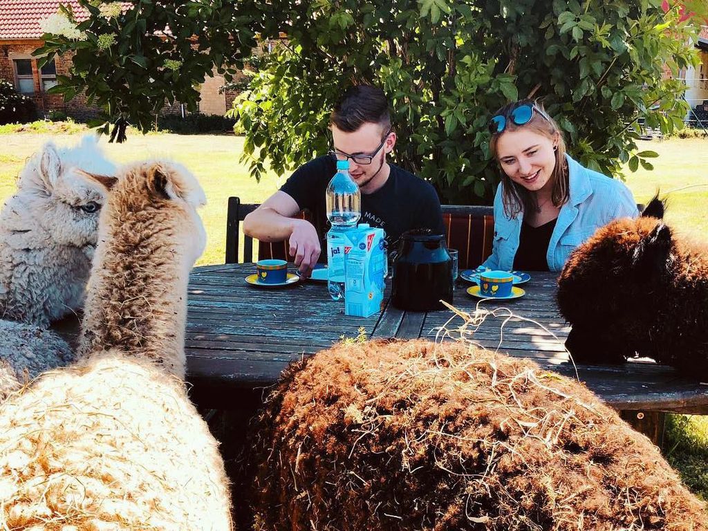 Di Peternakan Ini Bisa Piknik dan Makan Bareng Puluhan Llama Imut