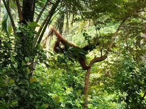 3 Kali Masuk ke Kebun Warga di Aceh, Orang Utan Dievakuasi