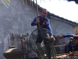 Nyemplung di Got, Anjing di Denpasar Berhasil Dievakuasi