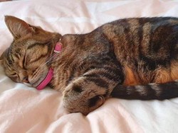 Hak Hewan di Australia Diperbanyak, Ini Komentar Pemilik Hewan Asal Indonesia