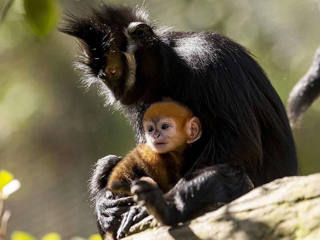 Bagaimana Cara Monyet Memotong Kukunya Sendiri? Metode Manikurnya Banyak