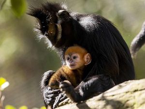 Bagaimana Cara Monyet Memotong Kukunya Sendiri? Metode Manikurnya Banyak Bagaimana Cara Monyet Memotong Kukunya Sendiri? Metode Manikurnya Banyak