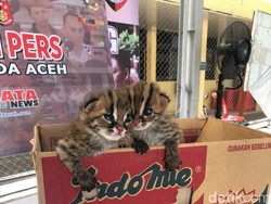 Jual Kucing Hutan, Pria di Aceh Ditangkap