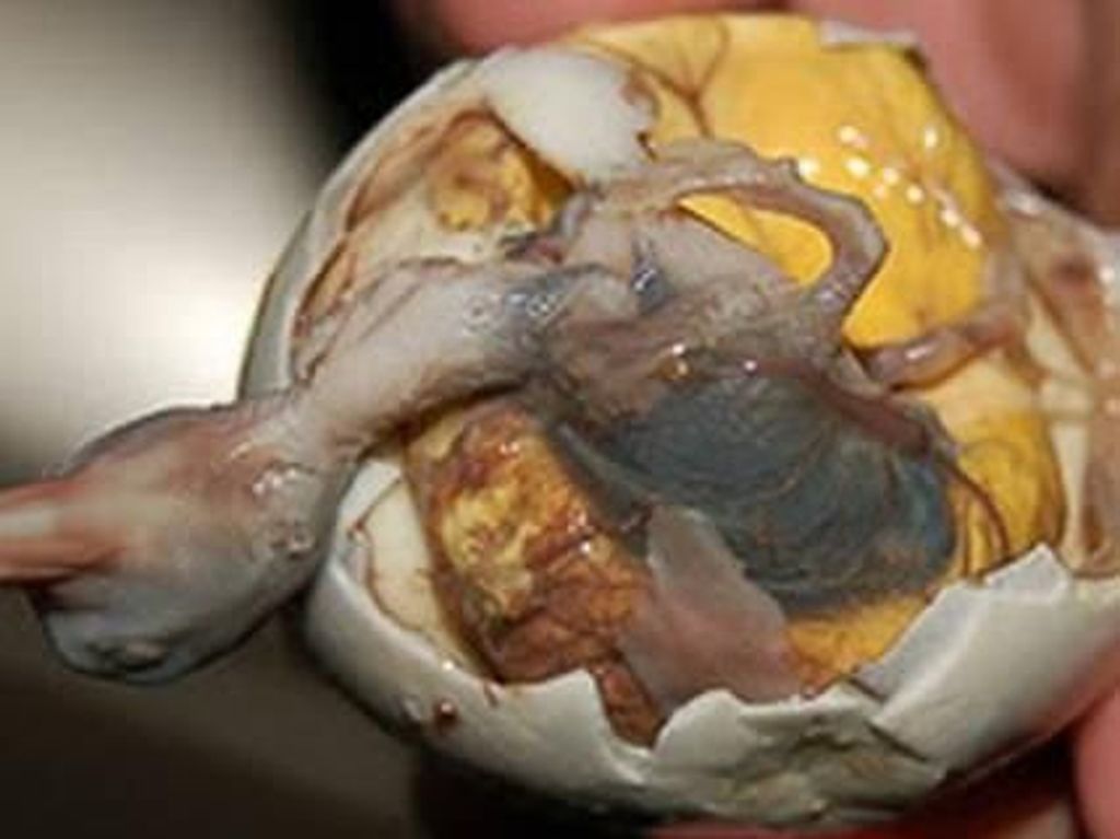 Balut, Telur Isi Embrio Bebek yang Kontroversi Tapi Tetap Disukai Balut, Telur Isi Embrio Bebek yang Kontroversi Tapi Tetap Disukai