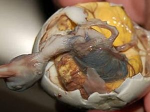 Balut, Telur Isi Embrio Bebek yang Kontroversi Tapi Tetap Disukai Balut, Telur Isi Embrio Bebek yang Kontroversi Tapi Tetap Disukai