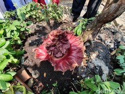 Tanaman Mirip Bunga Bangkai Tumbuh di SD Bekasi, Keluarkan Bau Tak Sedap