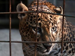 Kebun Binatang Bandung Dibuka, Pengunjung Dibatasi Hanya 30%