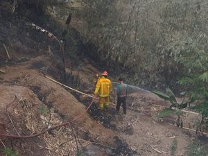 Lahan Bambu Seluas 5 Hektare di Bogor Terbakar Lahan Bambu Seluas 5 Hektare di Bogor Terbakar