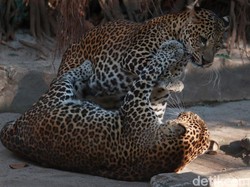 Melihat Pelstarian Macan Tutul Jawa di Kebun Binatang Bandung